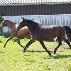 Knabstrupper Lammegården's Divine