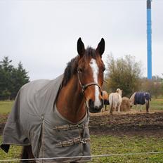 Anglo Araber (AA) Karlson 