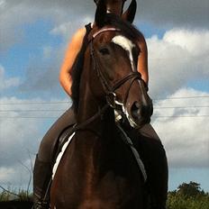 Fuldblod (XX) Pureline