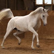 Shagya Araber (SH) *Cashew*