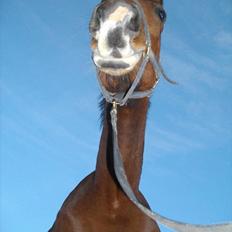 Dansk Varmblod Maqui *Tildl. part*