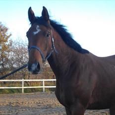 Dansk Varmblod Maqui *Tildl. part*