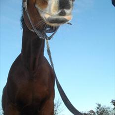 Dansk Varmblod Maqui *Tildl. part*