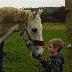 Zangersheide Cher Alfarvad Z