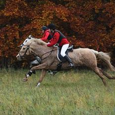 Palomino Cibelle 