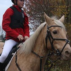 Palomino Cibelle 