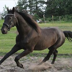 Dansk Varmblod  Black Diamond R.I.P. desværre er han lige blevet 