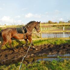 Dansk Varmblod Cawin Imhoff