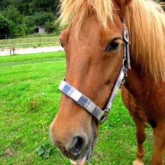 Islænder Silja fra Bogens 