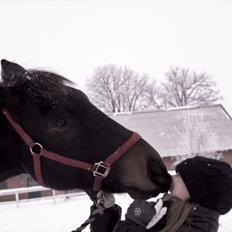 Anden særlig race Moonlight *SENDT TILBAGE*