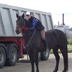 Anden særlig race Moonlight *SENDT TILBAGE*