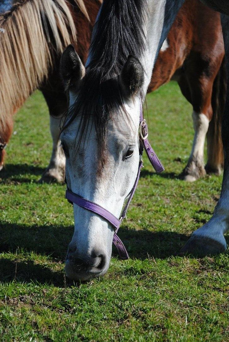 Anden særlig race Anastacia (Solgt) billede 11