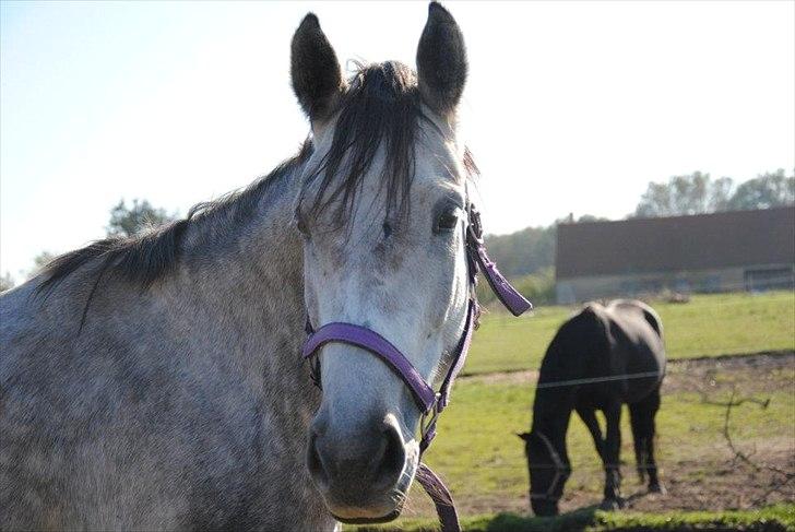 Anden særlig race Anastacia (Solgt) billede 12