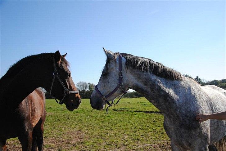 Anden særlig race Anastacia (Solgt) billede 13