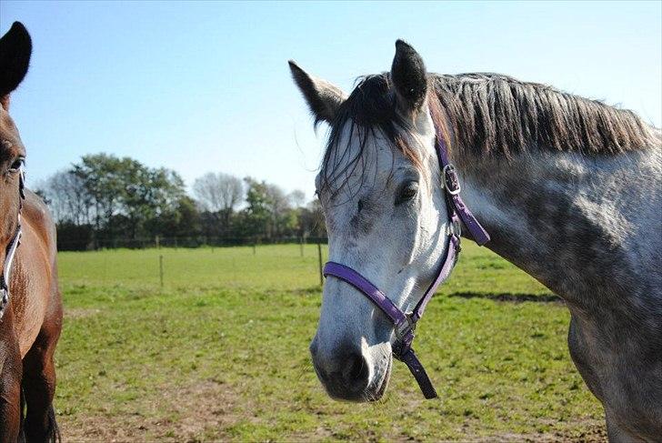 Anden særlig race Anastacia (Solgt) billede 14