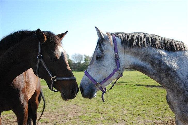 Anden særlig race Anastacia (Solgt) billede 15