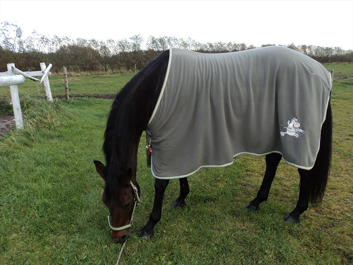 Anden særlig race Tatianna billede 11