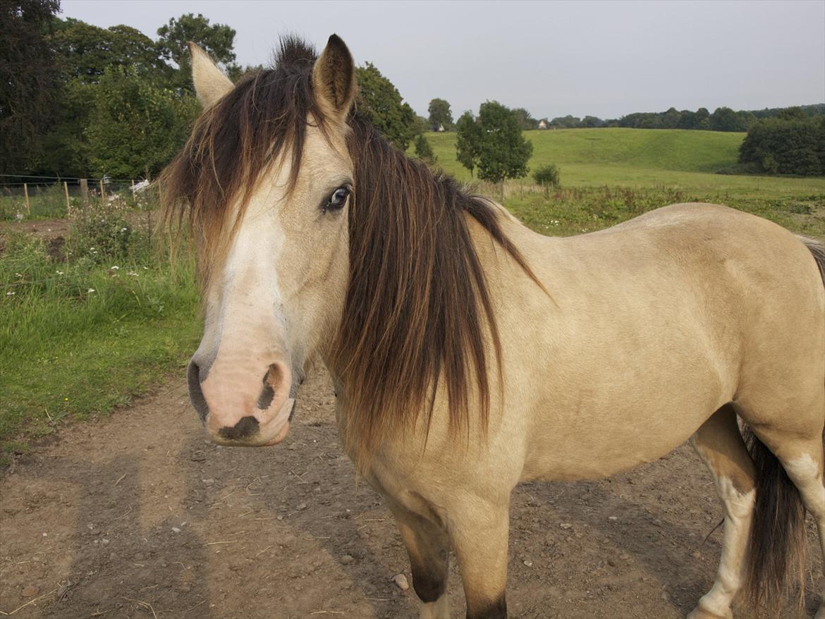Welsh Mountain (sec A) Jupiter billede 1