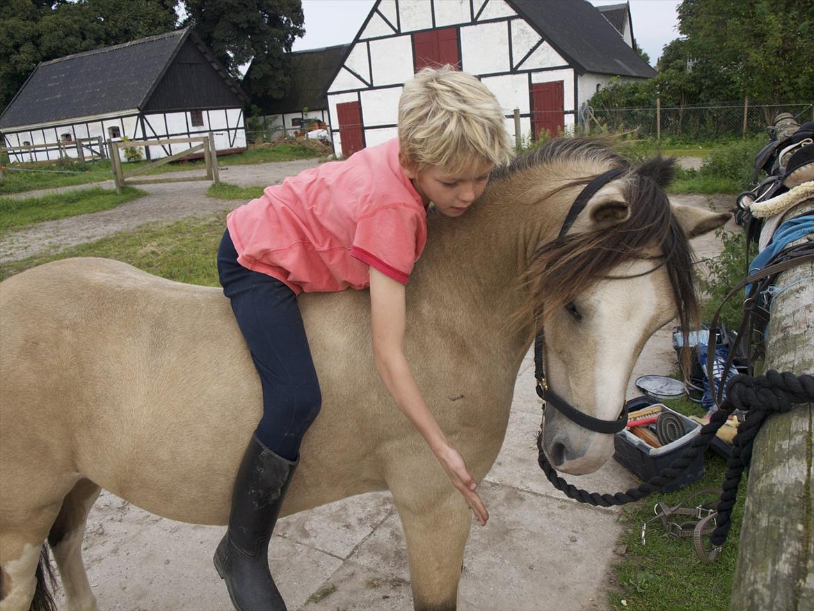 Welsh Mountain (sec A) Jupiter billede 2