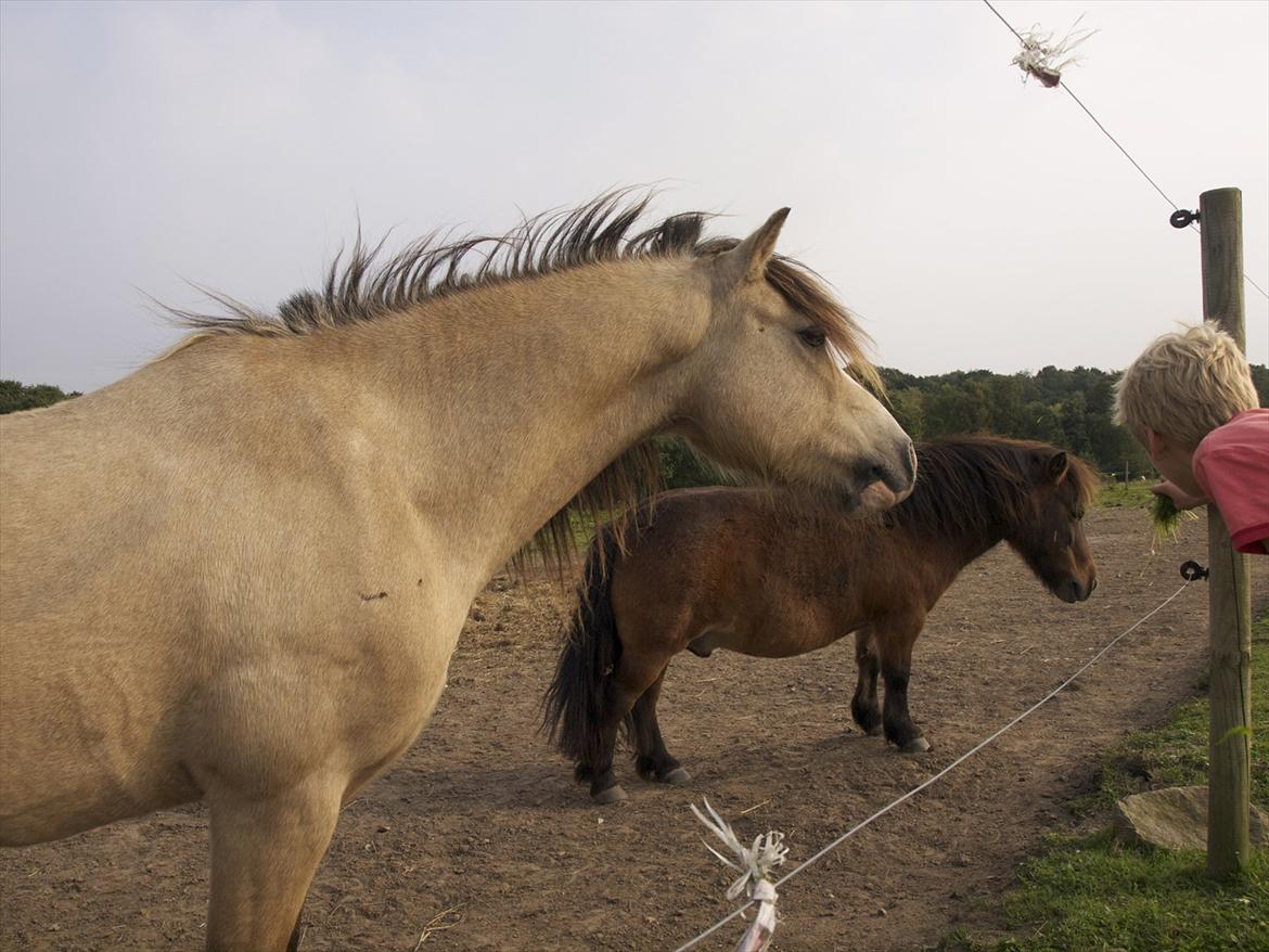 Welsh Mountain (sec A) Jupiter billede 3