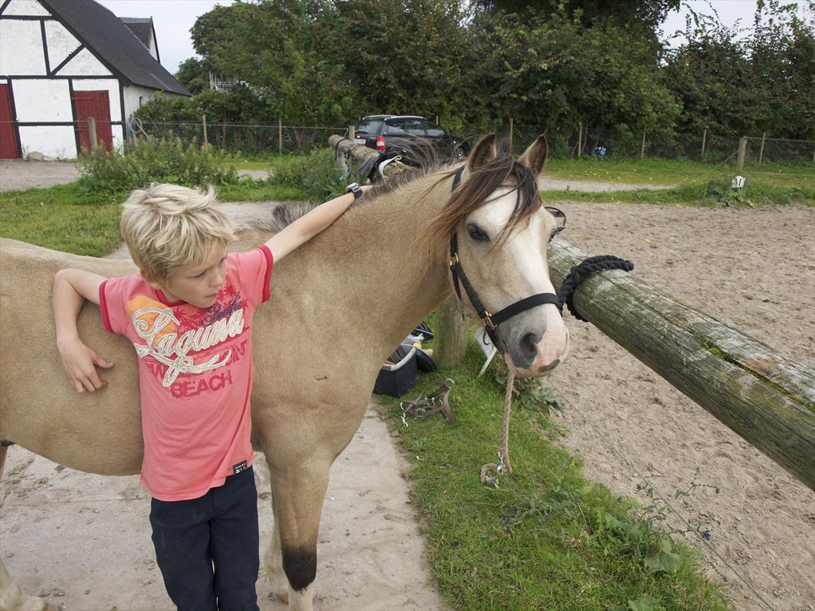 Welsh Mountain (sec A) Jupiter billede 4