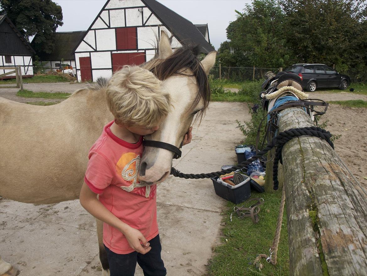 Welsh Mountain (sec A) Jupiter billede 5