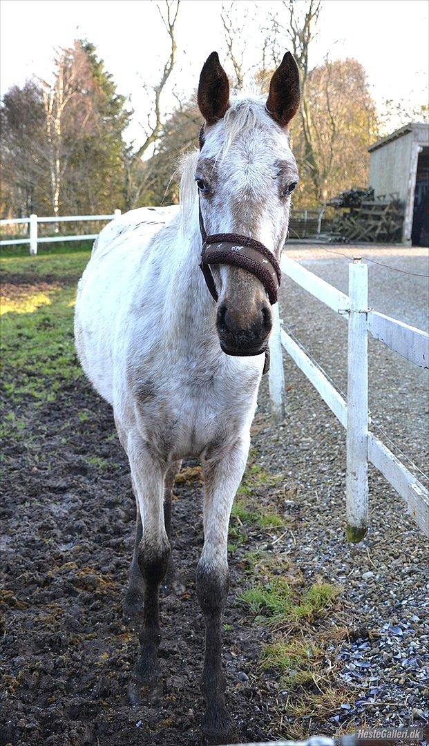 Appaloosa Cassiopaia billede 18