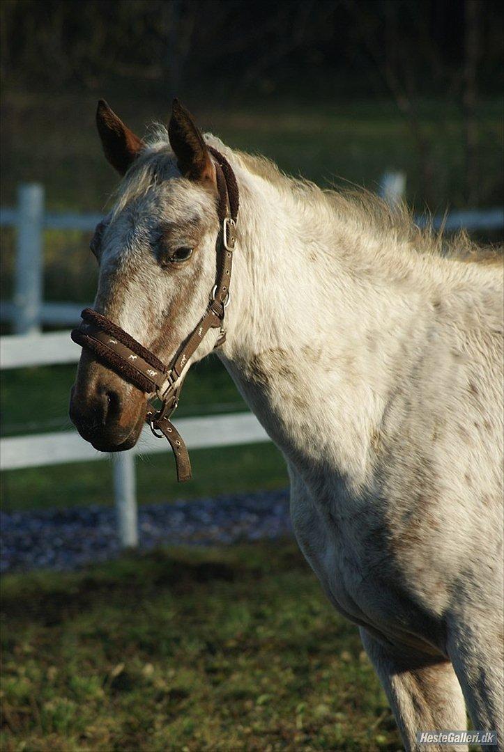 Appaloosa Cassiopaia billede 20