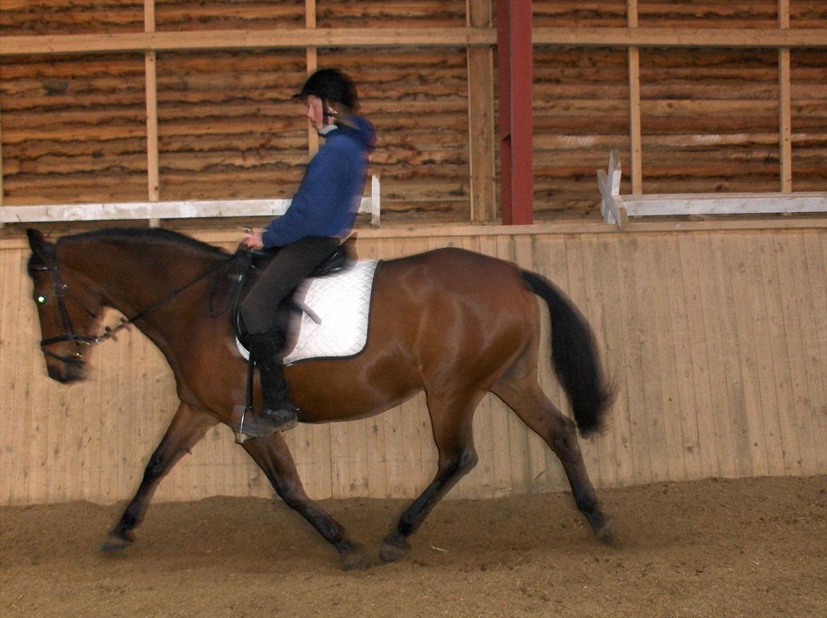 Anden særlig race Rosendals Felina billede 7