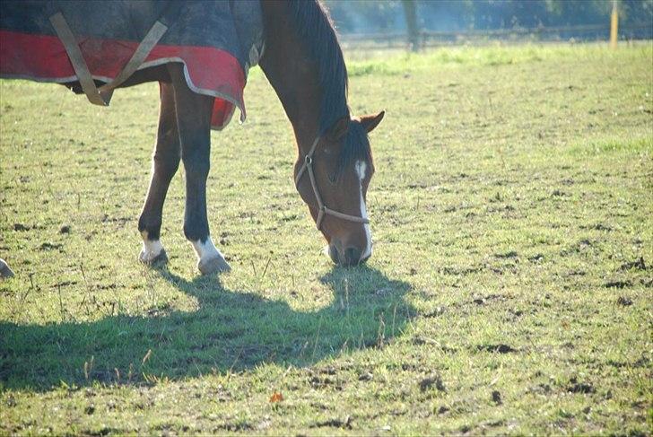 Anden særlig race Stormarksgaards Speedy - Speedy på fold, efterår 2011 :D.. billede 1