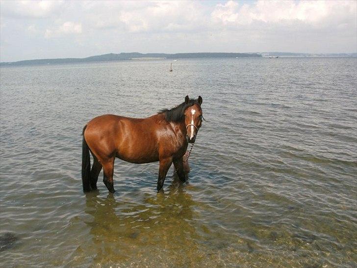 Anden særlig race Stormarksgaards Speedy - Speedy med på stranden! (-: 
Sommer 2011.. billede 2