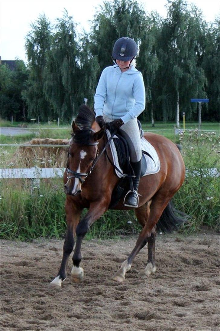 Anden særlig race Stormarksgaards Speedy - Mig og Speedy dressur træning. billede 3