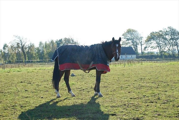 Anden særlig race Stormarksgaards Speedy - Speedy på fold!! (-: billede 5