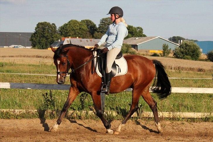 Anden særlig race Stormarksgaards Speedy - Mig og speedy, dressur... (: billede 8