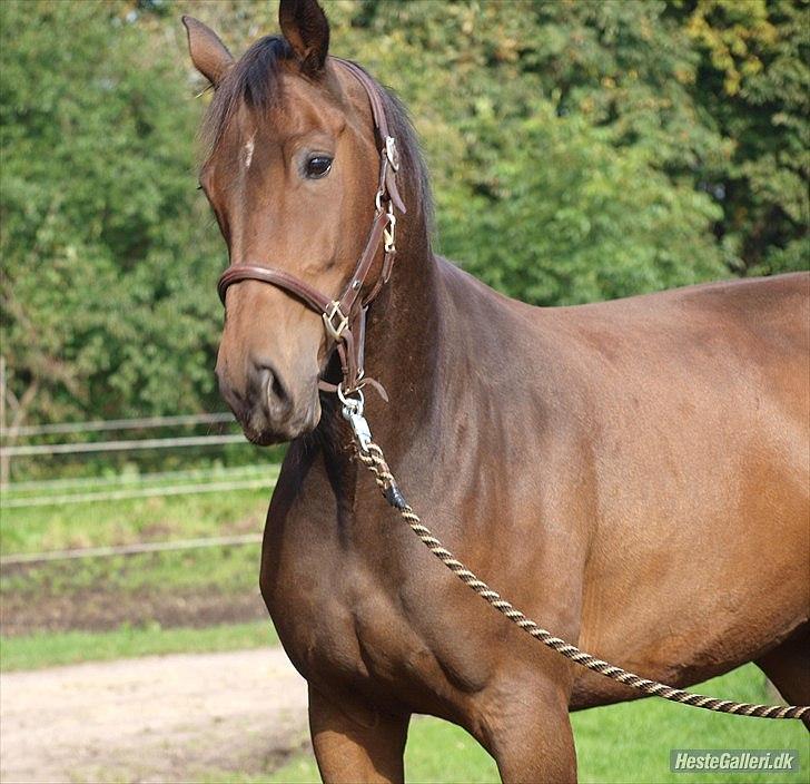 Dansk Varmblod Wilhelm [Tidl. Hest] billede 3