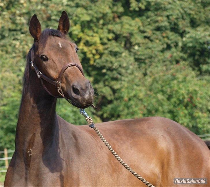 Dansk Varmblod Wilhelm [Tidl. Hest] billede 4