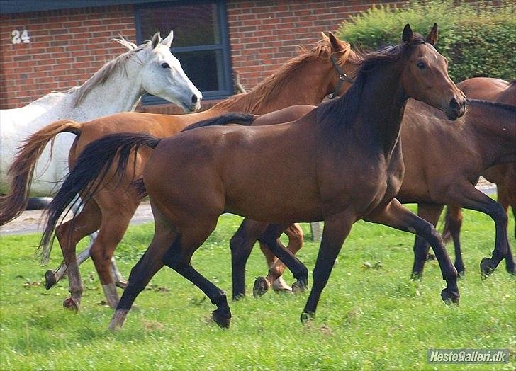 Dansk Varmblod Wilhelm [Tidl. Hest] billede 7