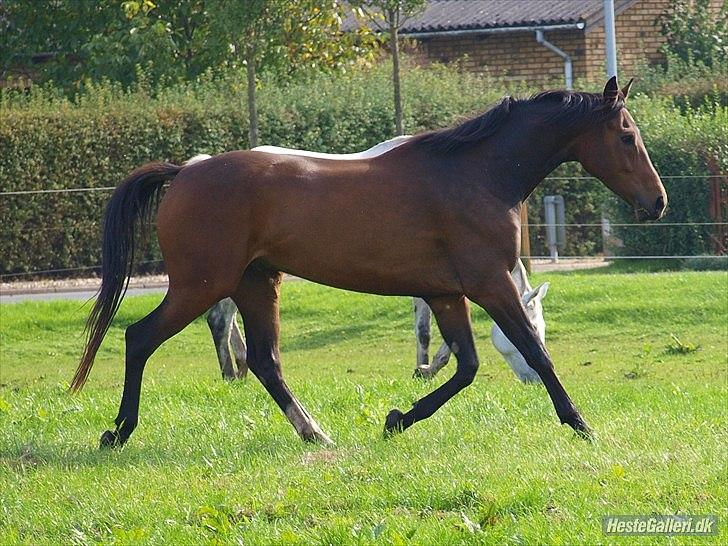 Dansk Varmblod Wilhelm [Tidl. Hest] billede 12