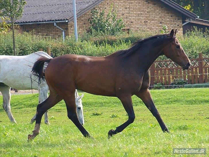 Dansk Varmblod Wilhelm [Tidl. Hest] billede 13