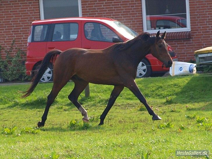 Dansk Varmblod Wilhelm [Tidl. Hest] billede 15