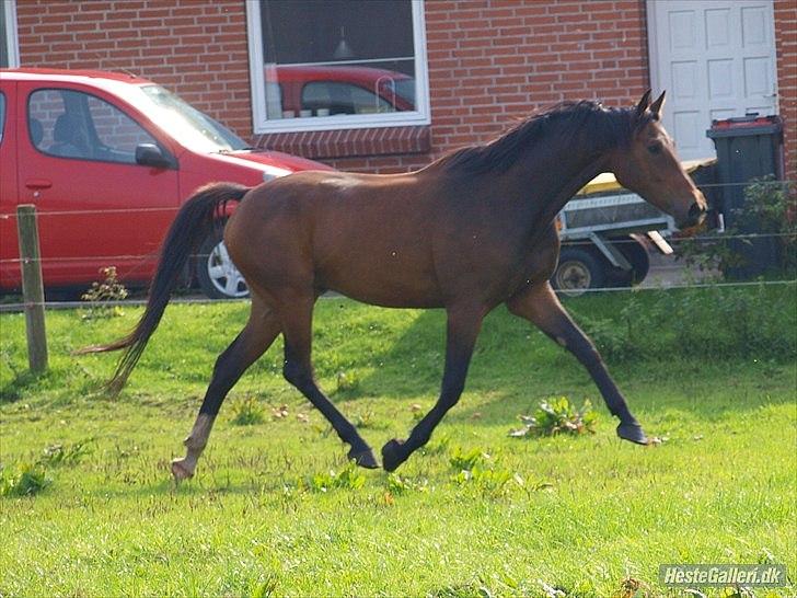 Dansk Varmblod Wilhelm [Tidl. Hest] billede 16