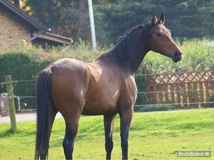 Dansk Varmblod Wilhelm [Tidl. Hest] billede 17