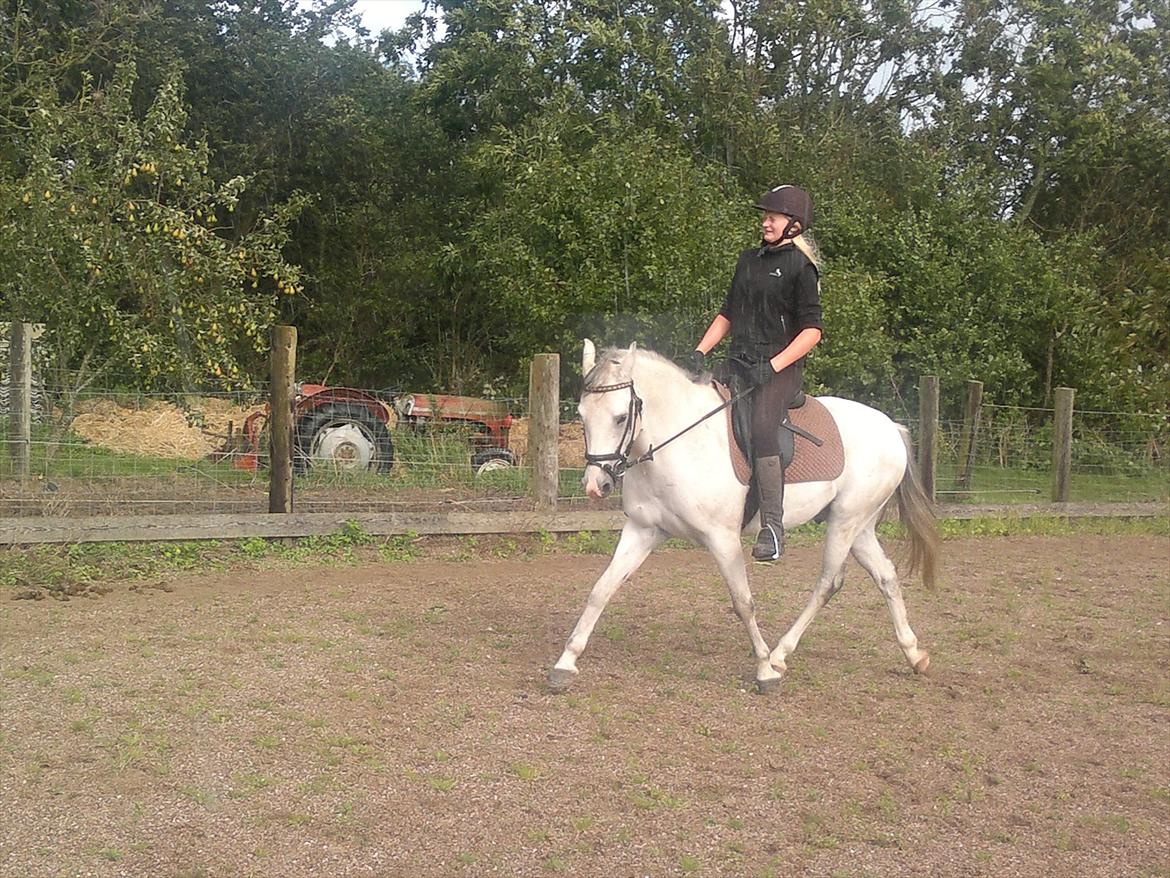 Tysk Sportspony Harry - Schenkelvigning :) billede 15