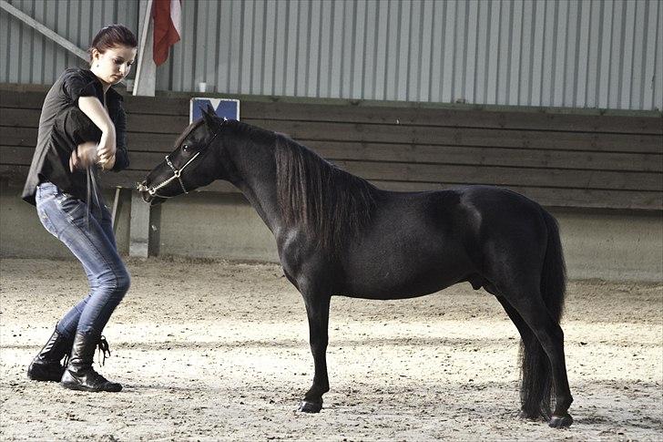 Amerikansk Miniature Candyland Southern Secret - Top 3 Open Solid Colour
European Championships 2011
Foto og redigering af K-pictures billede 5