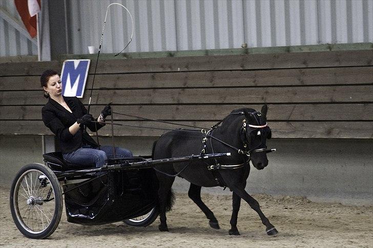 Amerikansk Miniature Candyland Southern Secret - EUROPEAN CHAMPIONS
Versatility - MHCE European Championships 2011
Foto og redigering af K-pictures billede 4