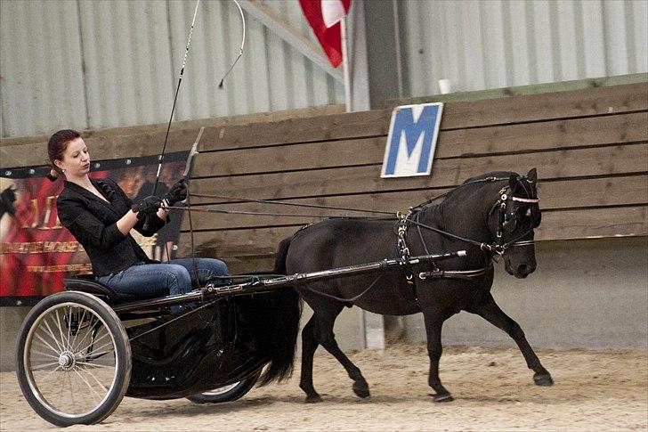 Amerikansk Miniature Candyland Southern Secret - EUROPEAN CHAMPIONS
Versatility - MHCE European Championships 2011
Foto og redigering af K-pictures billede 3