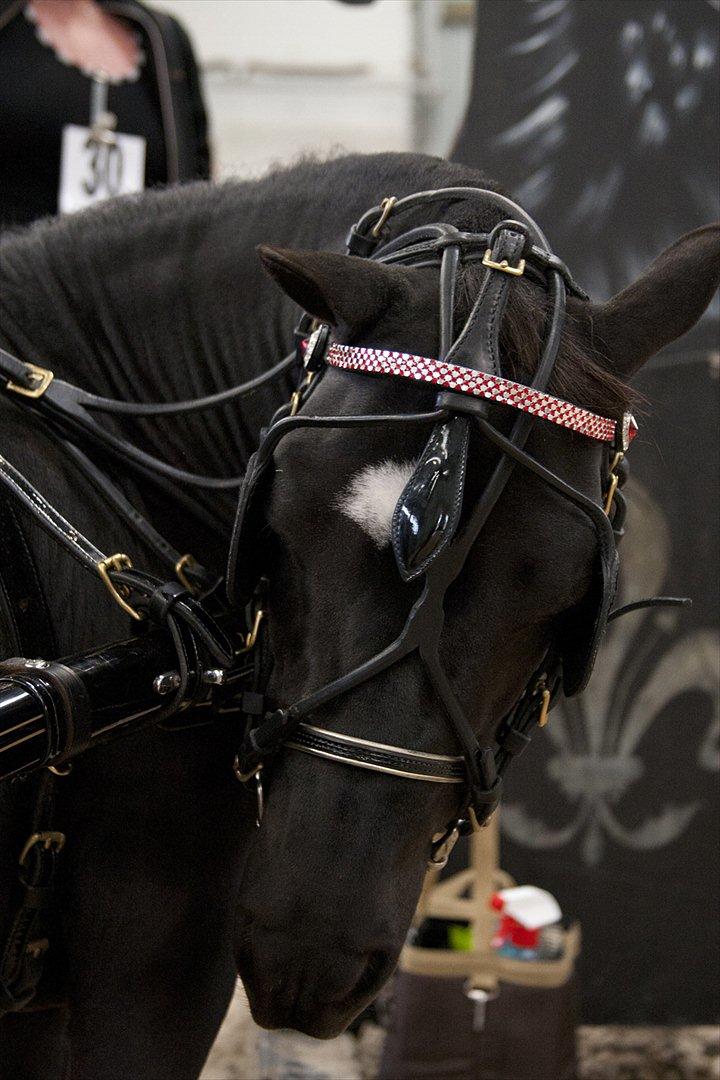 Amerikansk Miniature Candyland Southern Secret - Jettemanden ser nuttet ud - European Championships
Foto og redigering af K-pictures billede 6