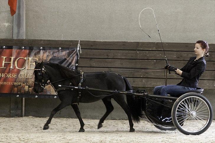 Amerikansk Miniature Candyland Southern Secret - EUROPEAN CHAMPIONS
Versatility - MHCE European Championships 2011
Foto og redigering af K-pictures billede 7