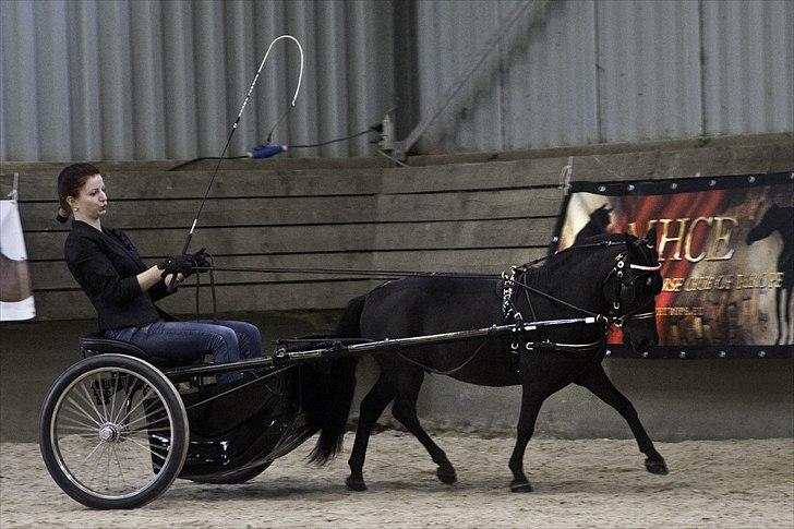 Amerikansk Miniature Candyland Southern Secret - EUROPEAN CHAMPIONS
Versatility - MHCE European Championships 2011
Foto og redigering af K-pictures billede 8