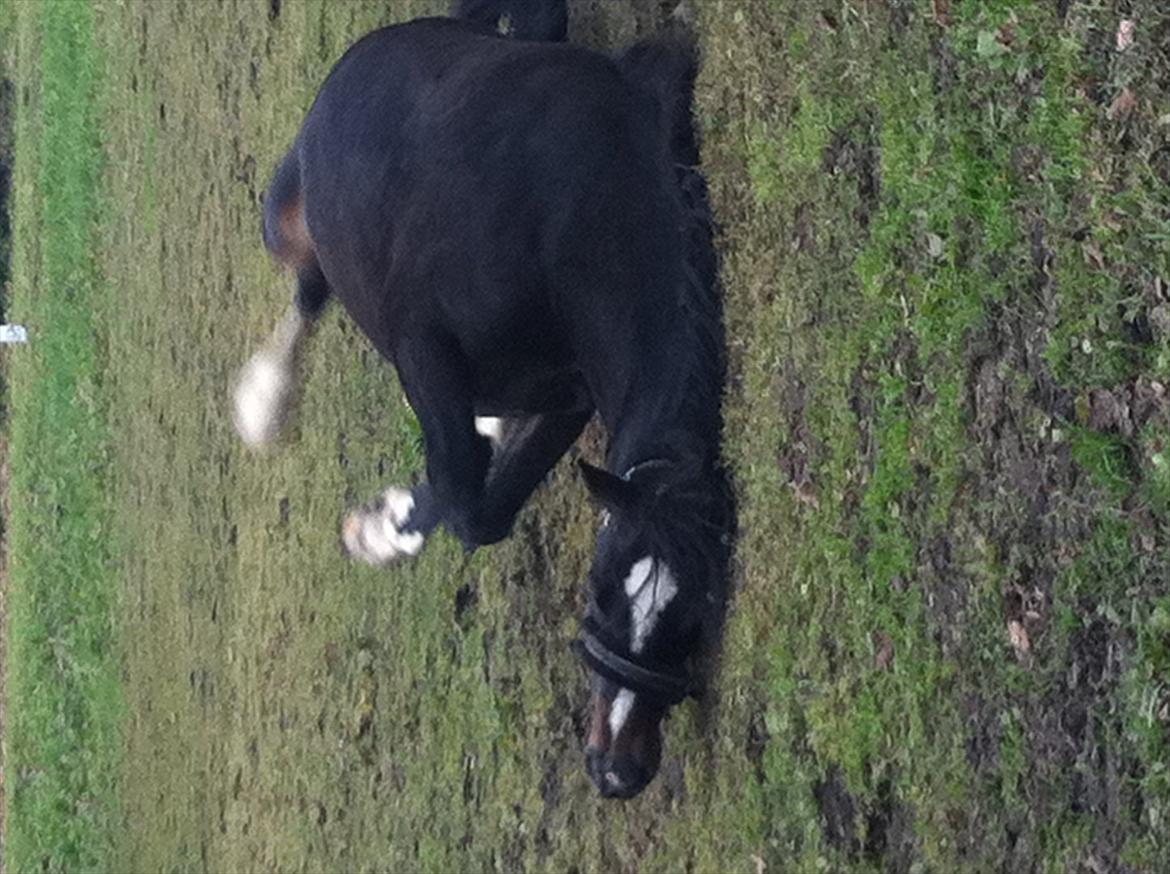Welsh Cob (sec D) Amanda - Tager mig lige en slapper..<3 billede 14